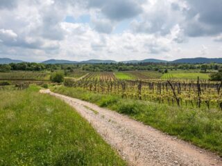 Pohod po Kosovelovi poti